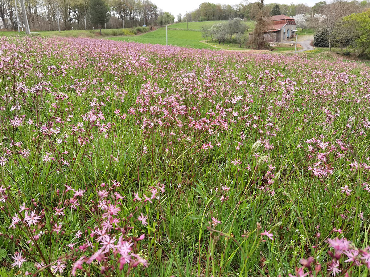 Lychnis flos-cuculi photo